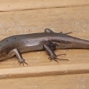 Plestiodon laticeps