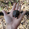 Box Turtle