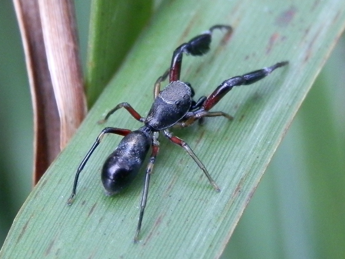 Ant mimic jumping spider