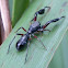 Ant mimic jumping spider