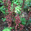 Pacific coralroot