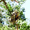 Giant Lichen Orbweaver