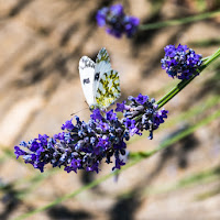 lavanda di 