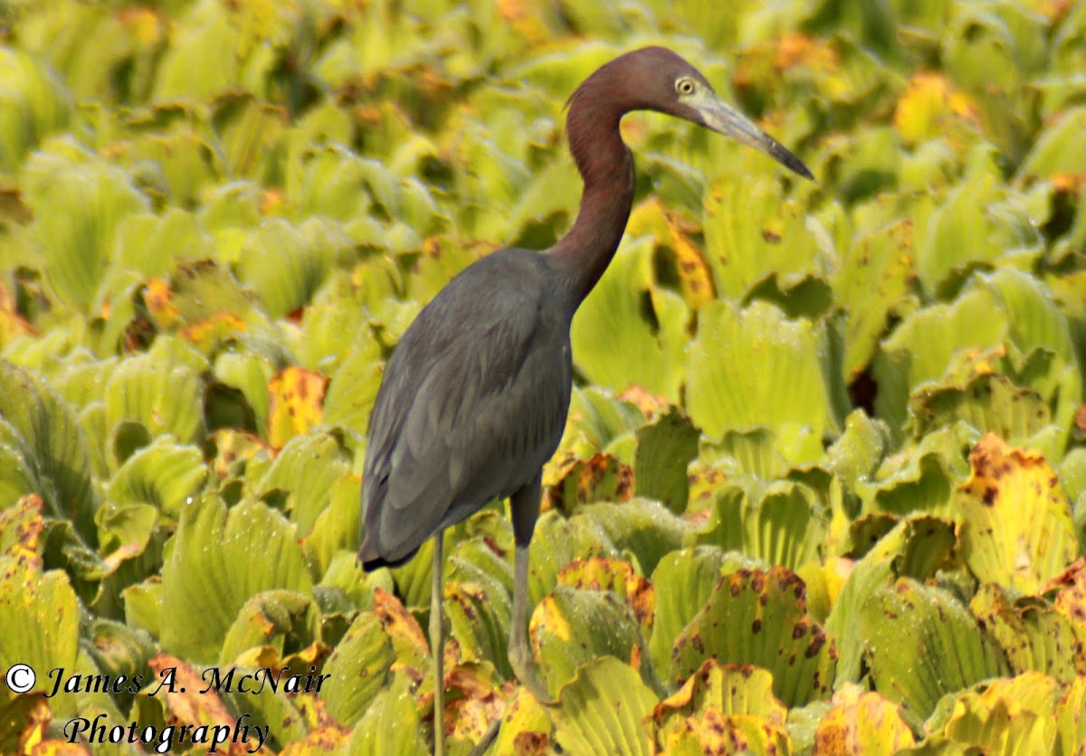 Little Blue Heron