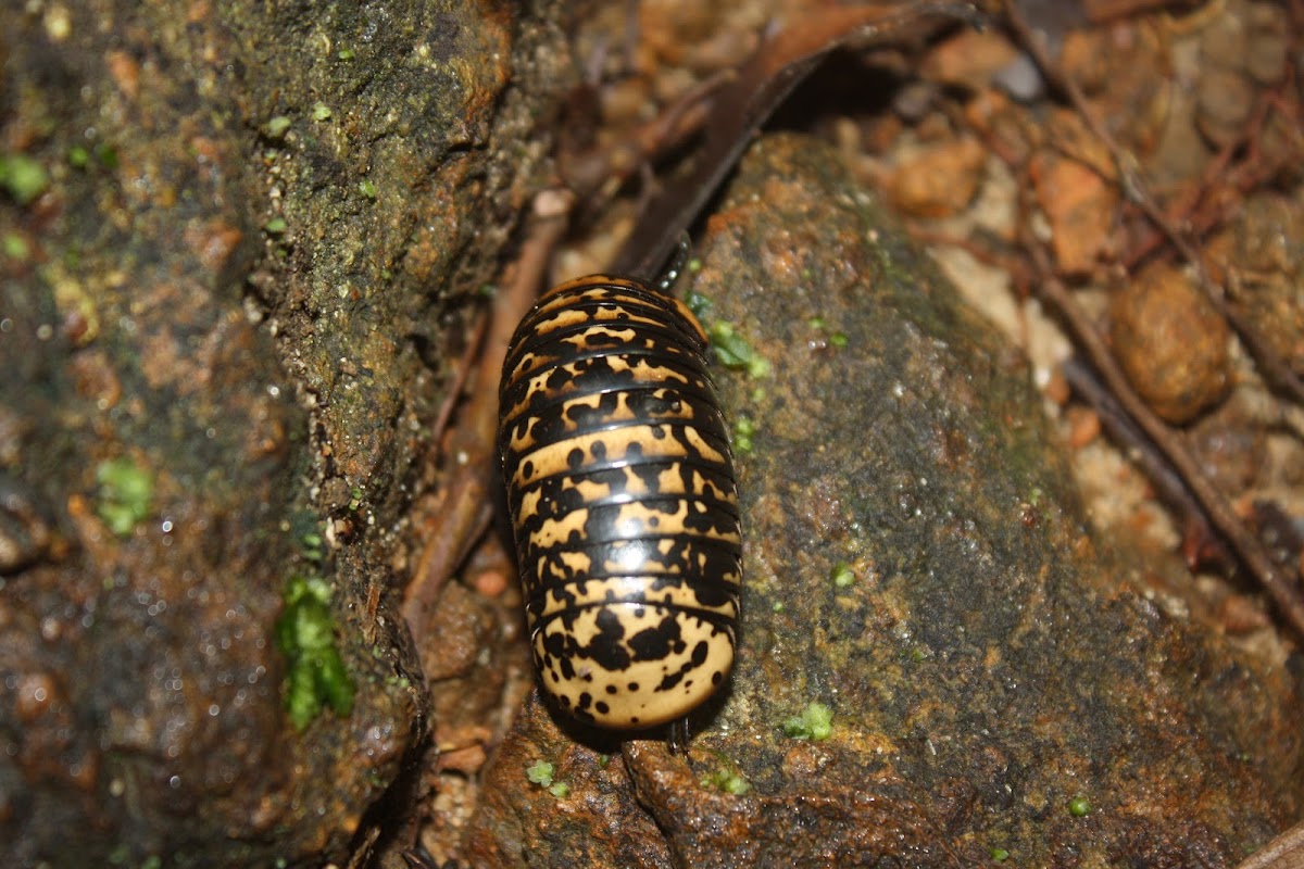 Pill Millipede