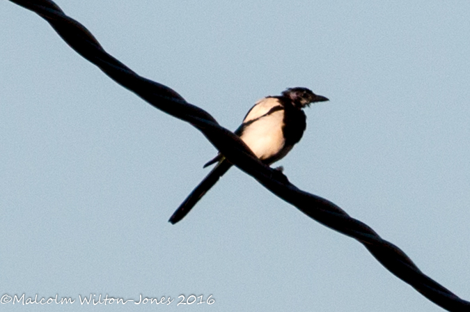 Magpie; Urraca