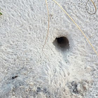 Atlantic Ghost crab hole