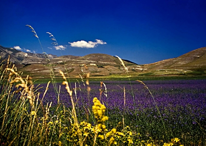 Fiordalisi a Castelluccio di Tizzy I.