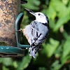 White-breasted Nuthatch