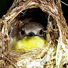 Flyeater, Golden-bellied Gerygone