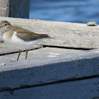 Hooded Dotterel