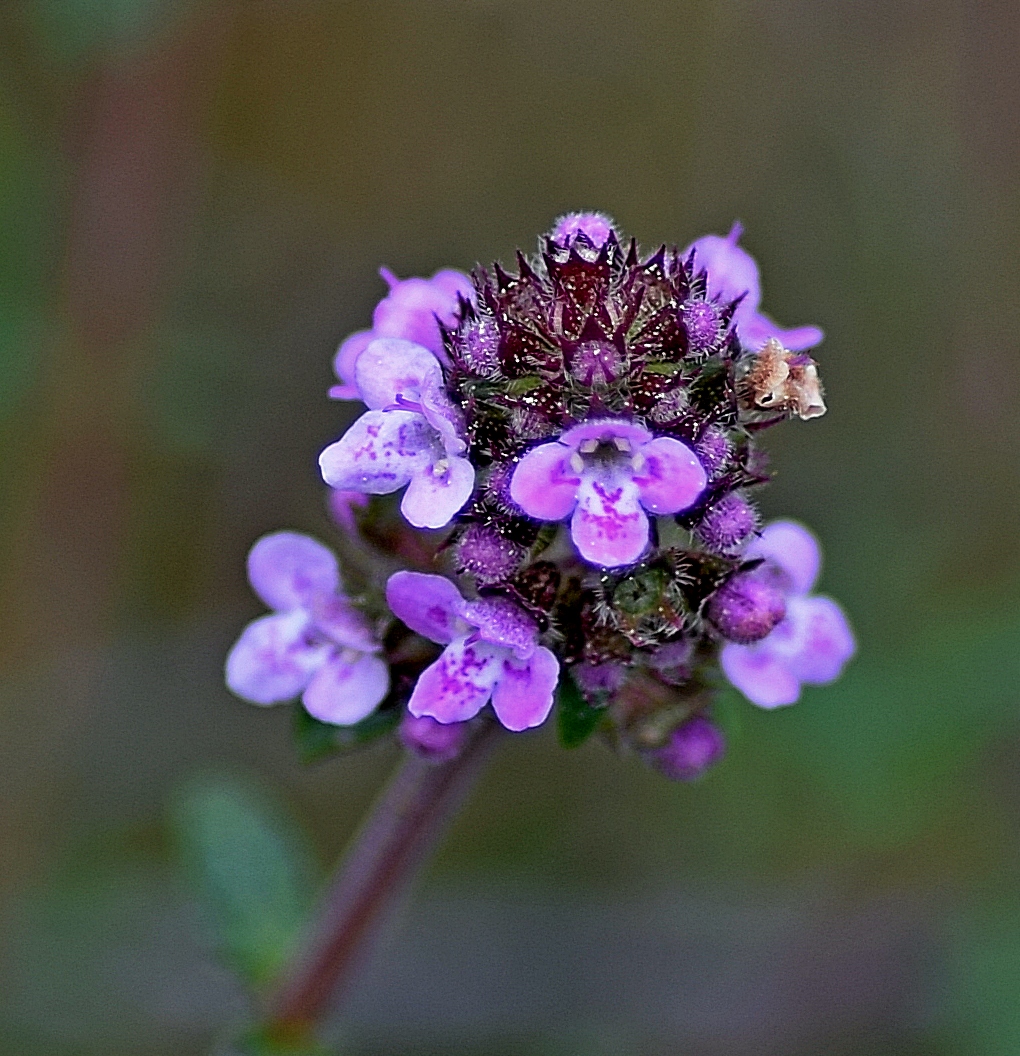 Mediterranean Creeping Thyme