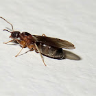 Winged ant