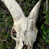 Himalayan tahr