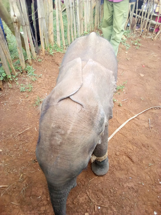 Five-month-old elephant calf whose mother was killed by KWS officers at Sinente in Mogotio on September 1