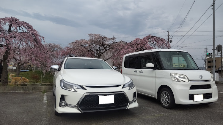 マークXの桜とコラボ・彼女の愛車とツーショットに関するカスタム事例の投稿画像4枚目