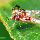 Azalea lace bug