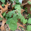 Red deadnettle