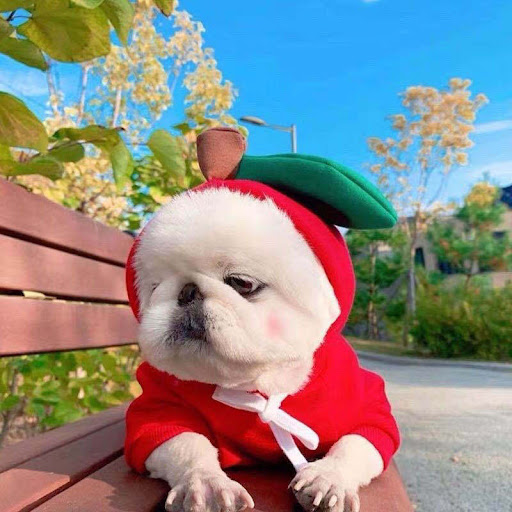 Title 6, Fruit Dog Clothes Two-legged Hooded Outfits Gre...