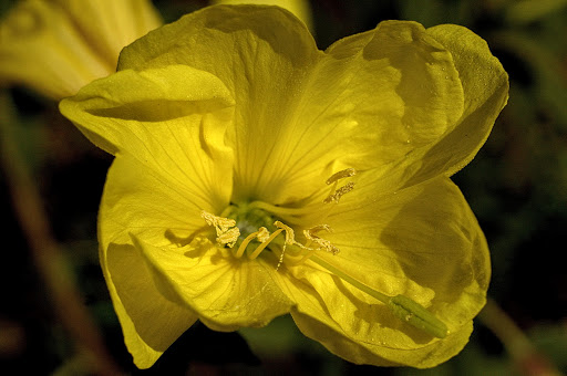 Oenothera glazioviana