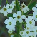 Flowering Spurge