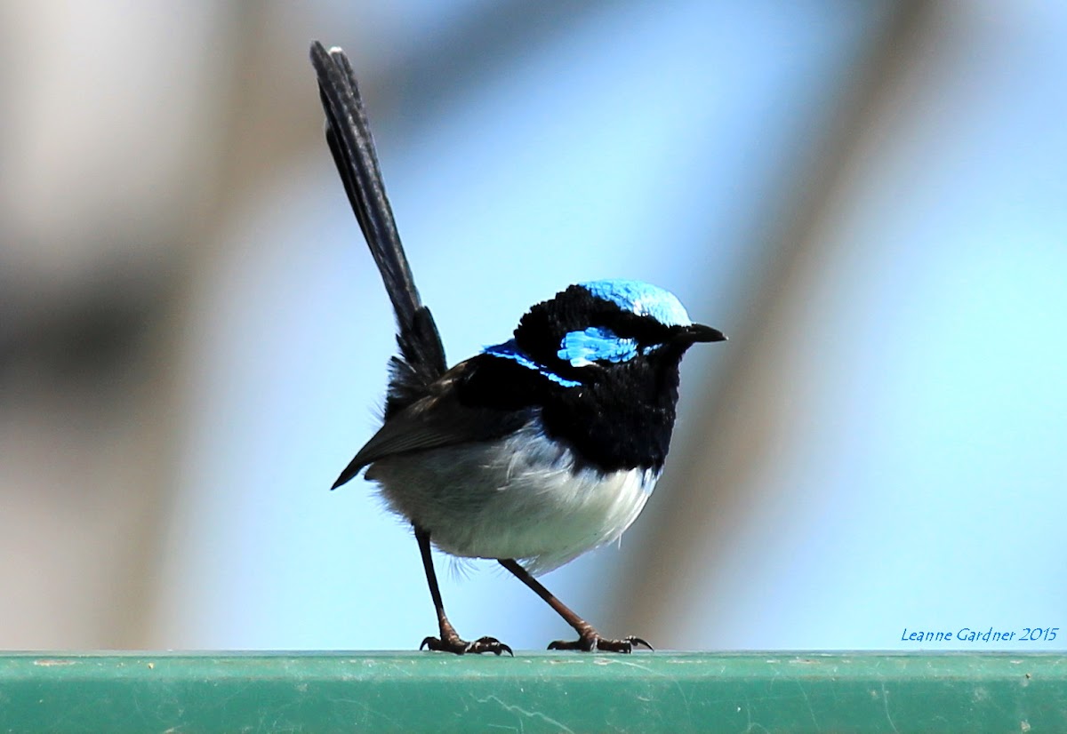 Superb Fairy Wren