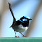 Superb Fairy Wren