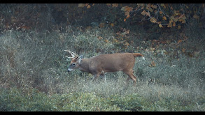 Bowhunting The Ohio Rut thumbnail