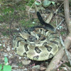 Timber Rattlesnake