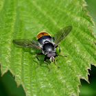 Pine Hoverfly