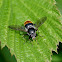 Pine Hoverfly