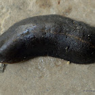 slug