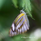 Striped Albatross Female