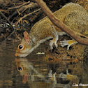 Eastern Gray Squirrel