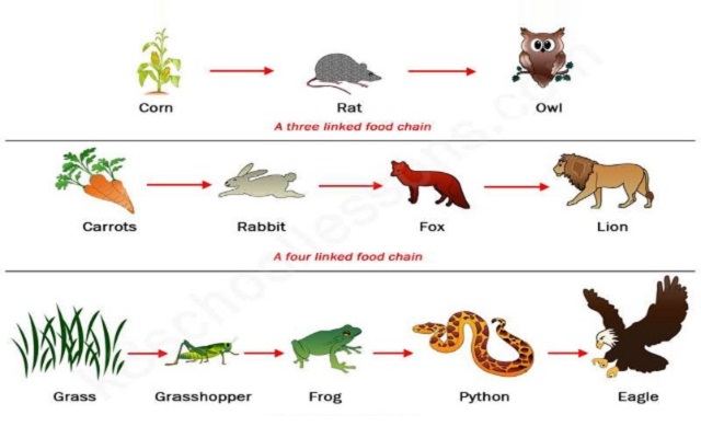 Our Food Chain