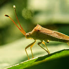 Squash bug