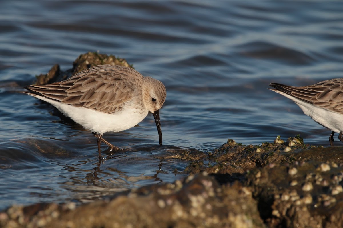 Dunlin