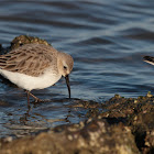 Dunlin