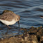 Dunlin