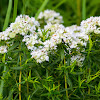 Virginia/common mountain-mint or narrowleaf mountainmint/slender mountainmint/common horsemint/Virginia thyme