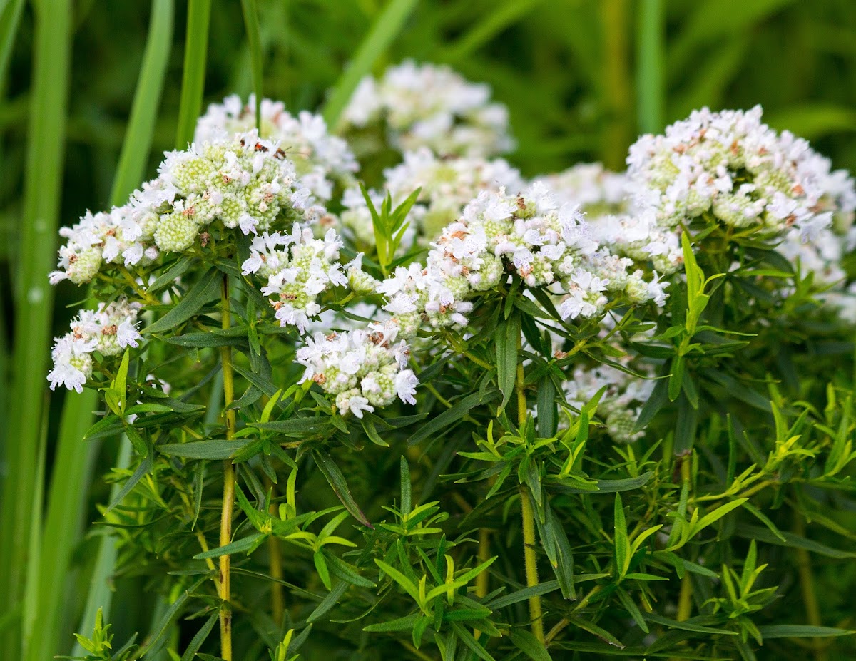 Virginia/common mountain-mint or narrowleaf mountainmint/slender mountainmint/common horsemint/Virginia thyme