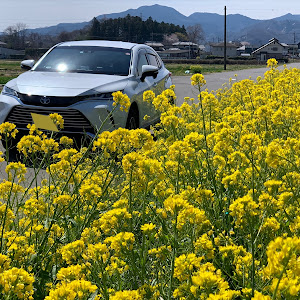 ハリアー MXUA80
