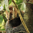 Yellow-crowned Brush-tailed Rat