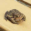 American Toad