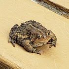 American Toad