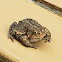 American Toad