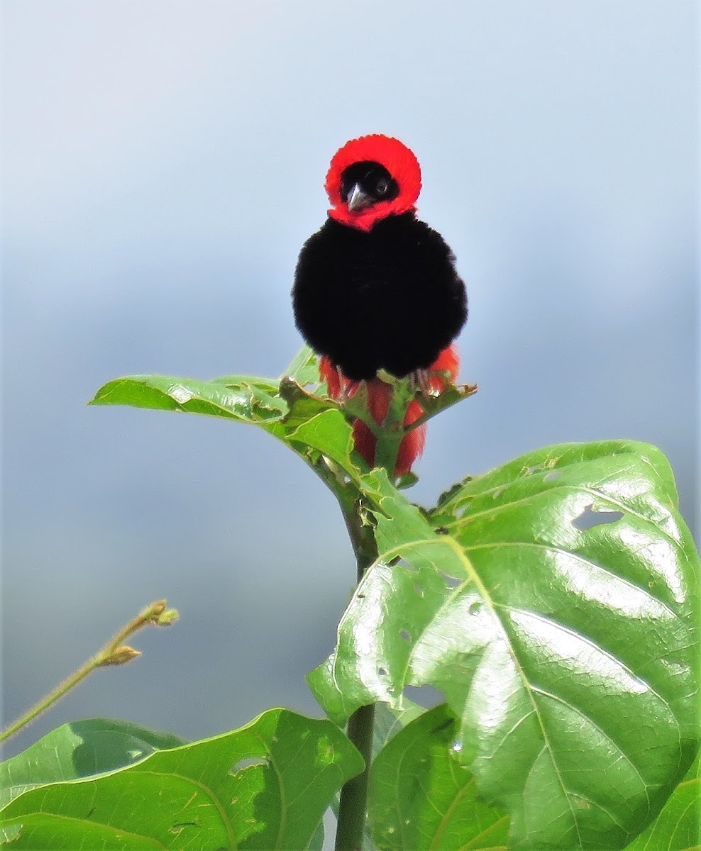 Northern Red Bishop