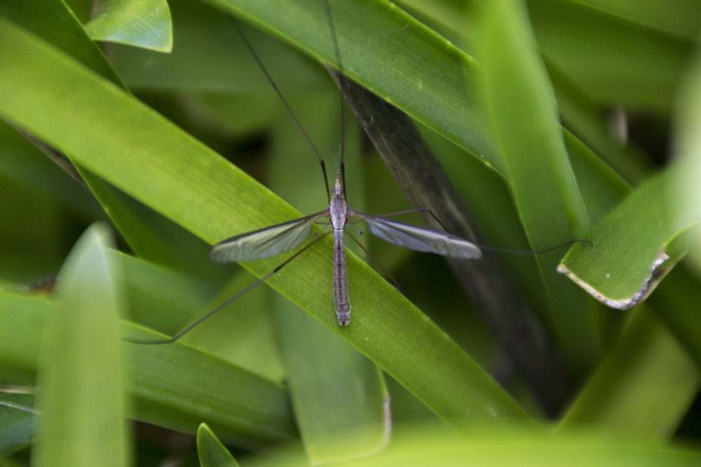 Crane Fly