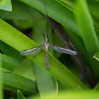 Crane Fly