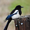 Black-billed magpie